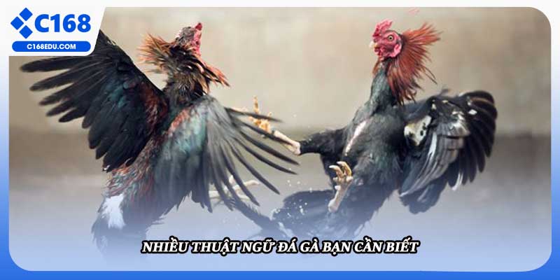Nhiều thuật ngữ đá gà bạn cần biết