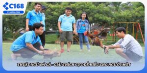 Thuật Ngữ Đá Gà - Giải Thích Cực Dễ Hiểu Cho Người Mới