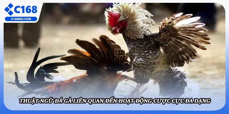 Thuật ngữ đá gà liên quan đến hoạt động cược cực đa dạng